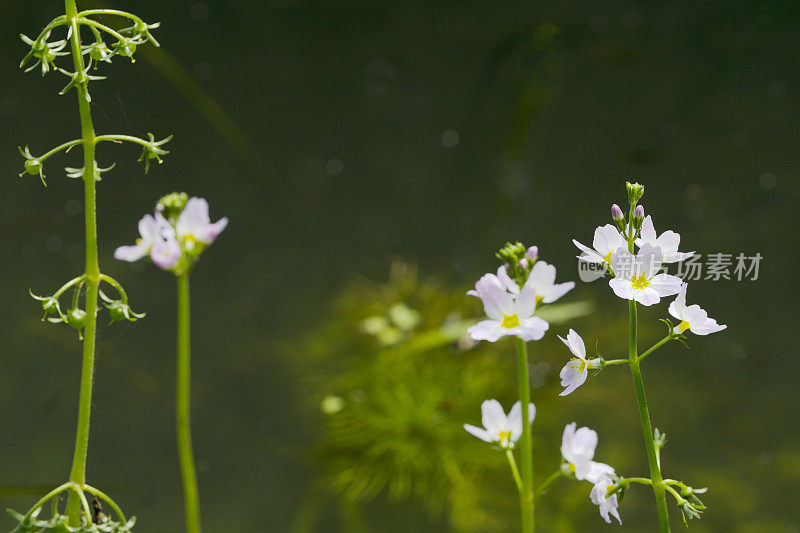 水紫(hotonia palustris)